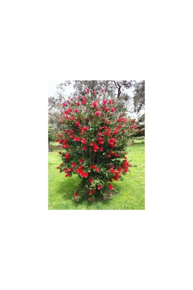 Fırça Çalısı Fidesi Fidanı 30-60 cm ürün görseli 1
