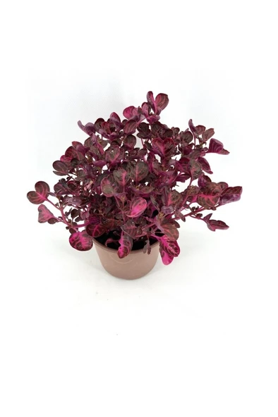 Kırmızı Çingene Şalvarı Fidanı 10-20 cm - Resim 2