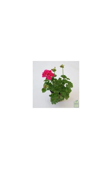 Koyu Pembe Sardunya Çiçeği Fidanı 10-20 cm ürün görseli 1