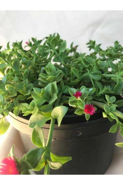 Buz Çiçeği Fidanı 10-20 cm ürün görseli 1