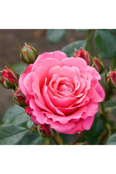 Pembe Gül Fidesi Fidanı 10-20 cm ürün görseli 1
