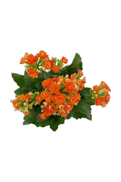 Kalanchoe (Kalanşo) Turuncu Çiçeği Fidanı 10-20 cm ürün görseli 1