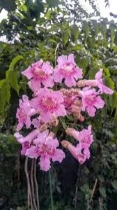 Campsis Radicans Acem Borusu Pembe 20-40 Cm - Resim 3
