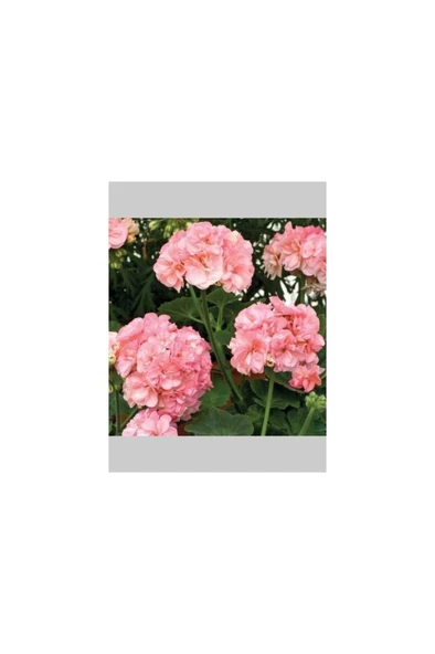 Pembe Beyaz Sakız Sardunya Çiçeği Fidanı 10-20 cm ürün görseli 1