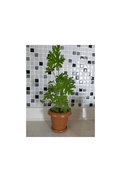 Sardunya Itır Çiçeği Fidanı 10-20 Cm ürün görseli 1