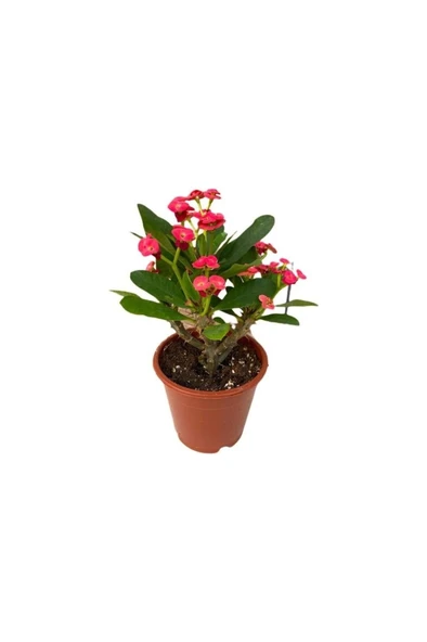 Dikenler Tacı Japon Iğnesi Fidanı Kırmızı Euphorbia Milii 10-20 Cm ürün görseli 1