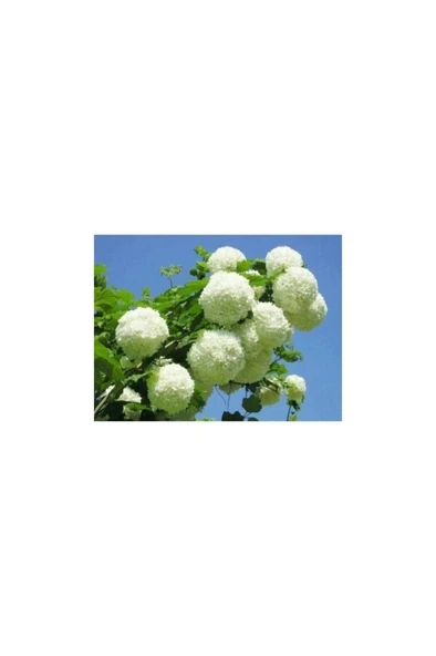 Kartopu Çiçeği Fidanı 30-60 cm ürün görseli 1