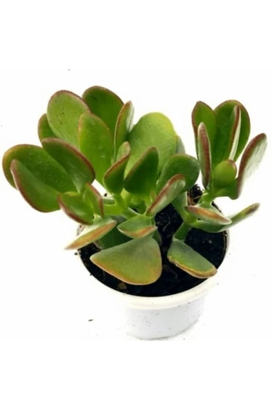 Şans Para Çiçeği Crassula Zenginlik Çiçeği 10-20 Cm ürün görseli 1