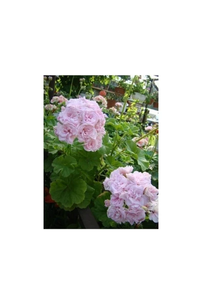 Sünbül Ağa Pembe Beyaz Ceylan Gözü Sardunya Fidanı 10-20 cm ürün görseli 1
