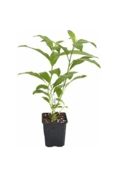 Nocturnum Limon Melisa Çiçeği Fidanı 10-20 cm ürün görseli 1