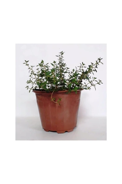 Dağ Bahçe Kekiği Fidanı 10-20 cm 1 Adet Thymus Vulgaris ürün görseli 1