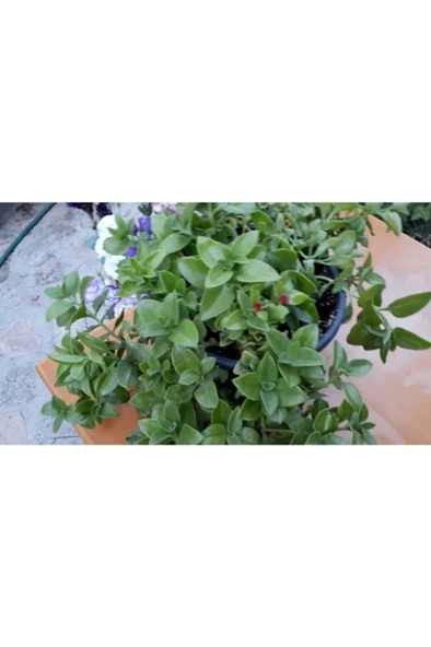 Buz Çiçeği Fidanı 10-20 cm - Resim 4