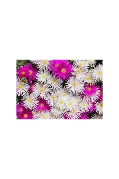 Saksılı Beyaz Acem Halısı Fidanı 10-20 cm ürün görseli 1