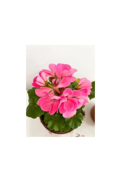 Sardunya Pembe Sarkan Sardunya Pembe Saksılı 10-20 cm ürün görseli 1