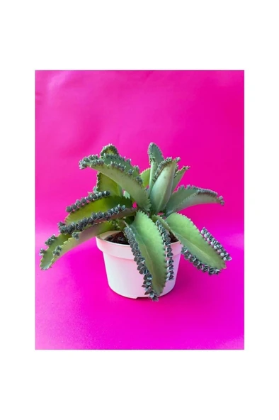 Aşkın Gözyaşı Çiçeği (KALANCHOE DAİGREMONTİANA) Fidanı 10-20 cm ürün görseli 1