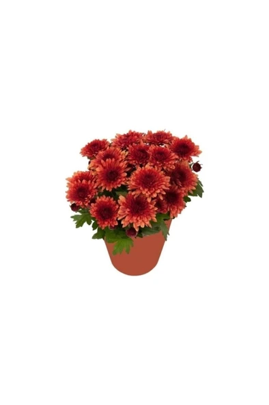Mor Kasımpatı Fidanı Krizantem Chrysanthemum Saksılı 10-20 Cm ürün görseli 1