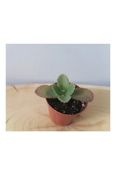 Aşkın Gözyaşı - Kalonche Daigremontiana Çiçeği Fidanı 10-20 cm ürün görseli 1