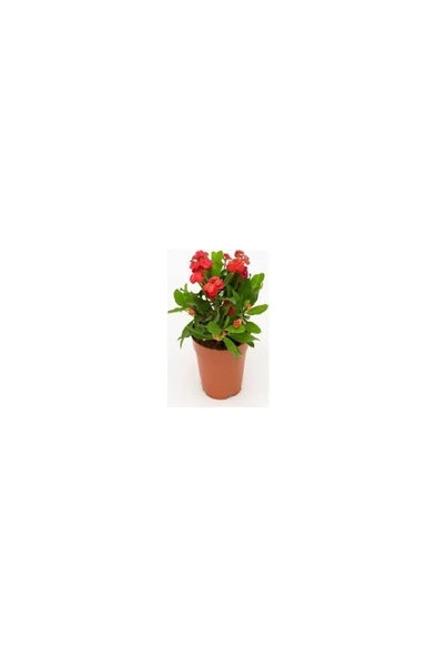 Kırmızı Euphorbia Milli / Dikenler Tacı Küçük Saksıda 10-20 cm ürün görseli 1