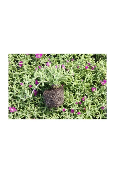 Acem Halısı Fidesi Fidanı 10-20 cm ürün görseli 1