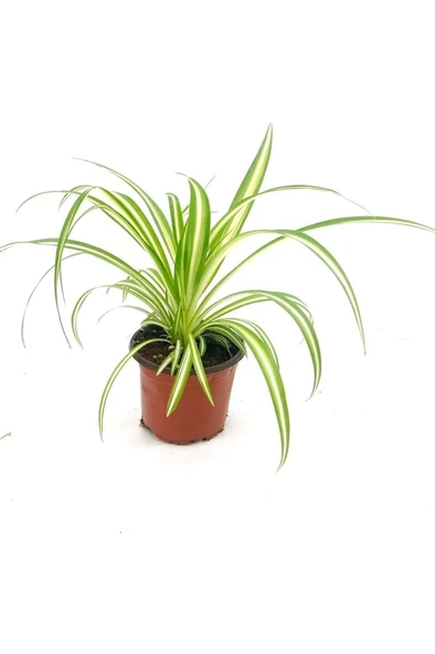 Kurdele Çiçeği Fidanı 10-20 cm ürün görseli 1