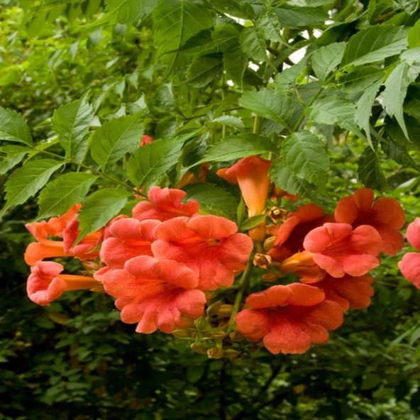 Acem Borusu Campsis Radicans Fidanı Somon 20-40 cm ürün görseli 1