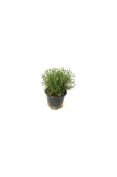 Saksılı Kekik Fidanı Büyük Boy Potted Thyme Sapling 10-20 cm ürün görseli 1