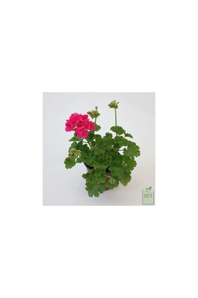 Pembe Sardunya Çiçeği Fidanı 10-20 cm ürün görseli 1