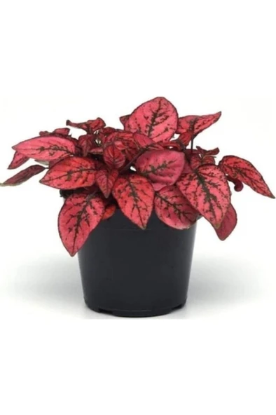 Hostes Çiçeği Alacalı Pembe 10-20 cm - Resim 4