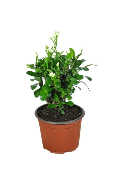 Efhorbia-Dikenler Tacı Çiçeği Beyaz 10-20 Cm ürün görseli 1