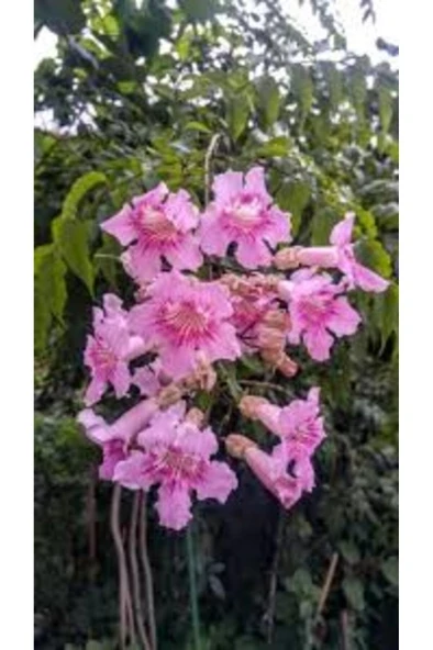 Campsis Radicans Acem Borusu Pembe 20-40 Cm ürün görseli 1