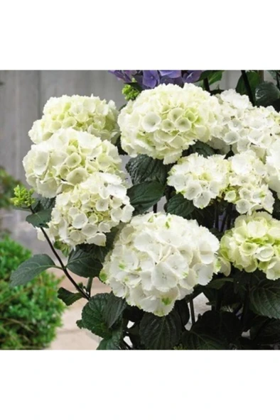 Beyaz Ortanca Çiçeği Fidanı 10-20 cm ürün görseli 1