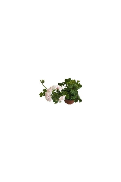 1 Adet Sardunya Çiçeği + 1 Adet Itır Çiçeği Fidanı 10-20 cm ürün görseli 1