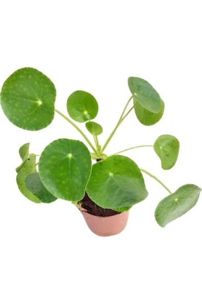 Pilea Para Çiçeği 10-25 Cm - Resim 2
