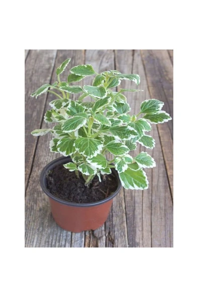 Plectranthus Forsteri Kokulu Bitki Saksılı Benjamin 10-20 cm ürün görseli 1