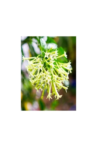 Cestrum Limon Melisa Çiçeği Fidanı Fidesi 10-20 cm ürün görseli 1