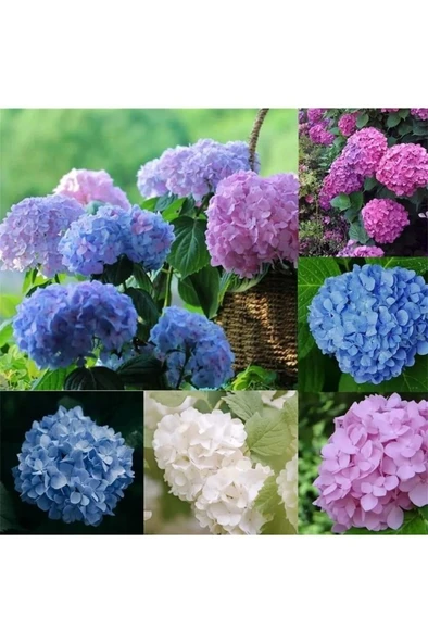 Ortanca Çiçeği, Ortanca Fidanı 1 Adet 10-20 cm ürün görseli 1