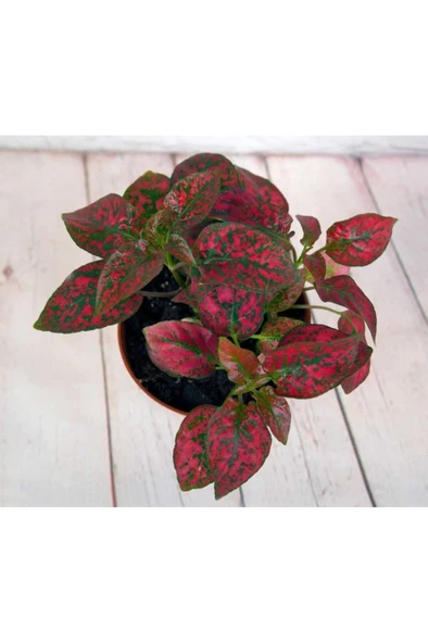 Hypoestes Hostes Fittonia Çiçeği Fidanı Çilli Kırmızı 10-20 cm ürün görseli 1