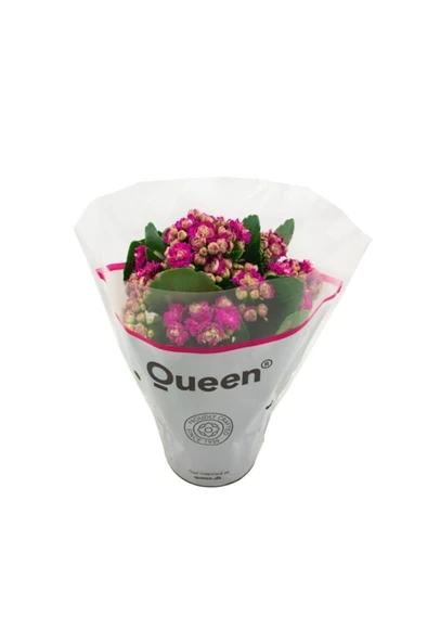 Kalanchoe (Emel Hanım) Çiçeği Fidanı Fuşya Renk 10-20 cm ürün görseli 1
