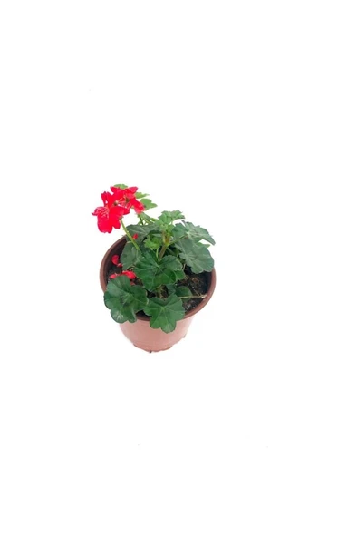 Sakız Sardunya Fidanı Kırmızı Renk 10-20 cm ürün görseli 1