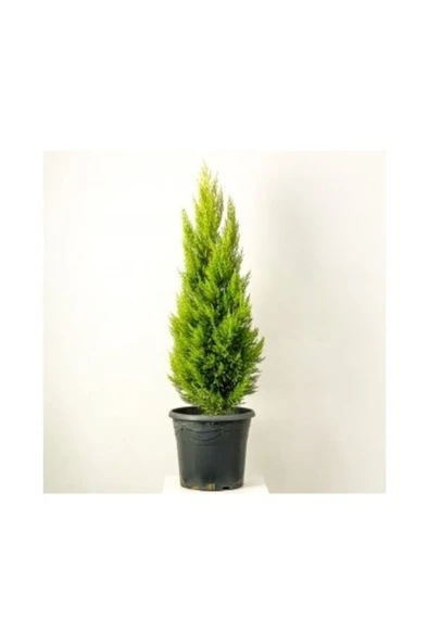 Limoni Servi Limon Çam 35-40 Cm 2 Adet - Resim 3