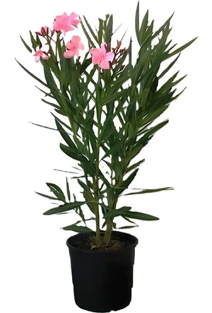 Zakkum Çiçeği Fidanı 30-60 cm Pembe ürün görseli 1