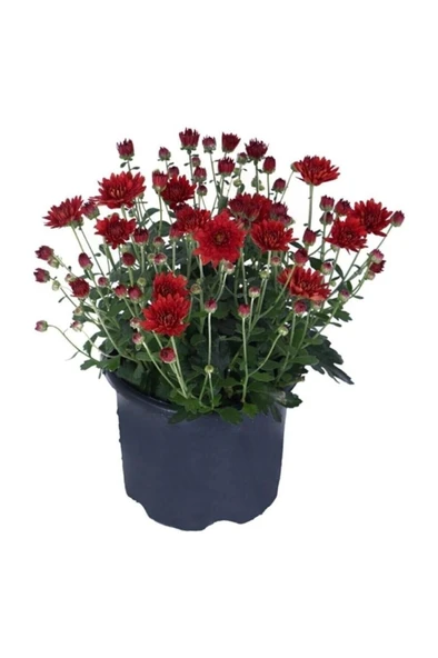 Kırmızı Renk Kasımpatı Çiçeği Fidanı 10-20 cm ürün görseli 1