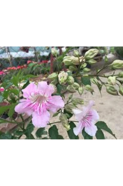 Campsis Radicans Acem Borusu Pembe 20-40 Cm - Resim 2