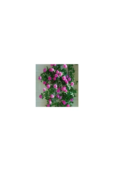 Koyu Pembe Yediveren Sarmaşık Gül Fidanı 10-20 cm ürün görseli 1