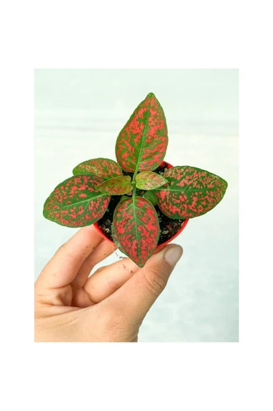 Kırmızı Hypoestes Bitkisi Hostes Fittonia Çiçeği 10-20 cm ürün görseli 1