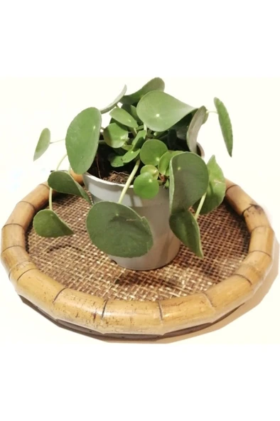 Pilea Çin Para Çiçeği Fidesi Fidanı 10-20 cm ürün görseli 1