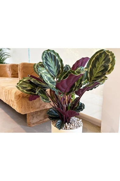 Dua Çiçeği Calathea Louisae 10-20 cm - Resim 2