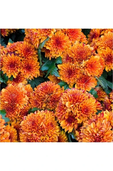 Kasımpatı Saksı’da (CHRYSANTHEMUM) Turuncu Renk 10-20 cm ürün görseli 1