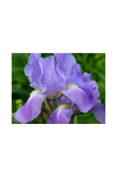 Kabristan Mezarlık Için Saksılı Mor Zambak Çiçeği 20-40 Cm Lilium ürün görseli 1