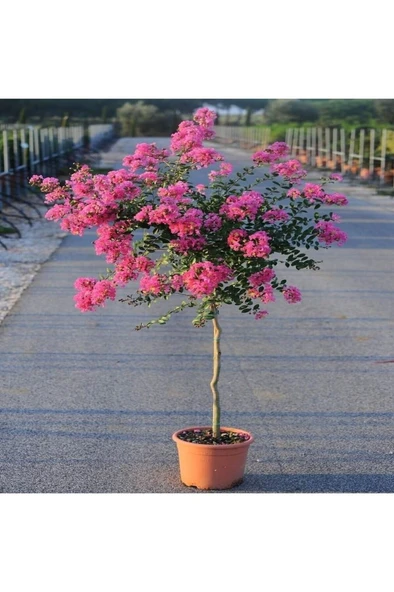 Oya Ağacı Fidanı Pembe 40-80 Cm ürün görseli 1